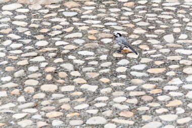 Motacilla alba (beyaz kuyruksallayan). Bir Arnavut kaldırımı ötücü kuş