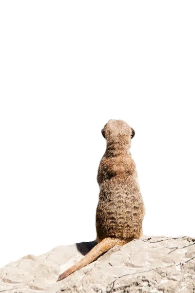 Portrait of a meerkat — Stock Photo, Image