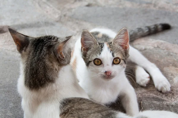 大人の猫と子猫の肖像 — ストック写真