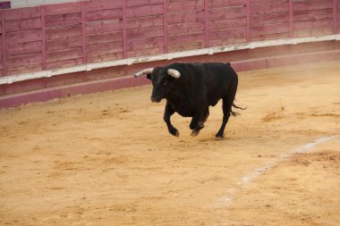 Fighting bull clipart