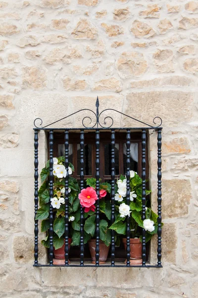 Blumenfenster — Stockfoto