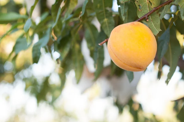 Peach on tree ready to harvest — Stock Photo, Image
