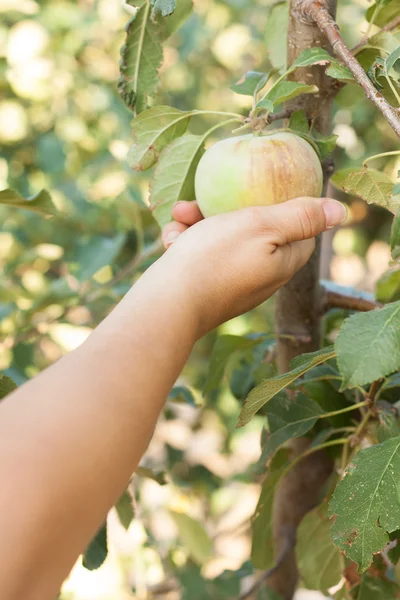 Woman harvesting fresh ripe green apples on tree — Stock Photo, Image