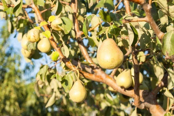 Pears on a tree branch — Stock Photo, Image