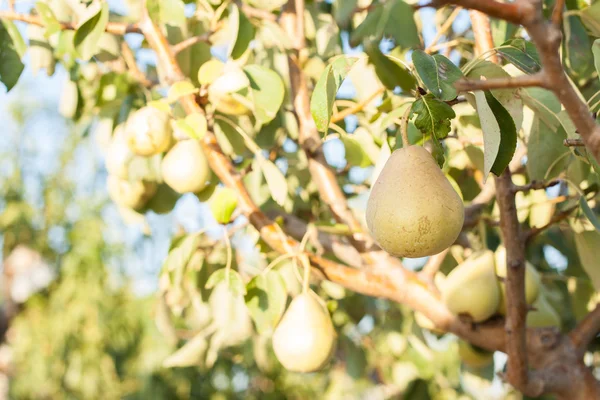 Pears on a tree branch — Stock Photo, Image