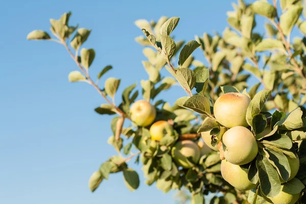 Fresh ripe green apples on tree — Stock Photo, Image