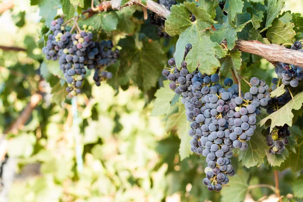 Trauben im Weinberg — Stockfoto