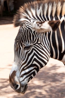 Zebra