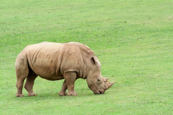 Retrato de un rinoceronte —  Fotos de Stock