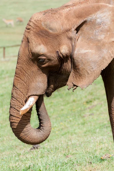 Elephant Close Up — Stock Photo, Image