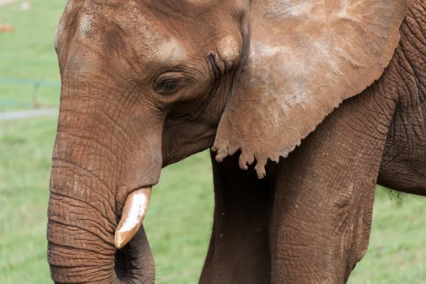 Elefante de perto — Fotografia de Stock