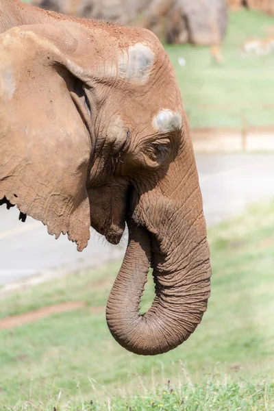 Elefante de perto — Fotografia de Stock