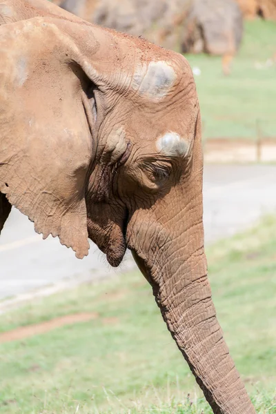 Elefante de cerca —  Fotos de Stock