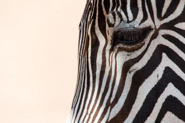 Zebra. — Fotografia de Stock