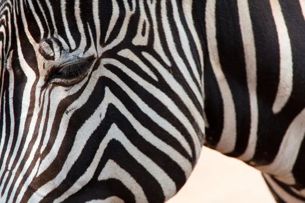 Zebra — Stock Photo, Image