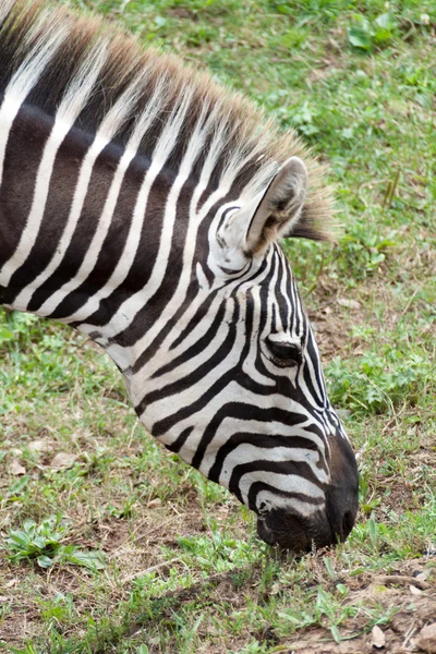 Zebra grazen Rechtenvrije Stockfoto's