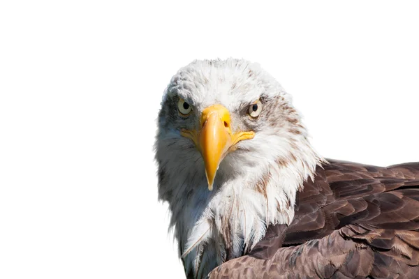 Bald eagle isolated — Stock Photo, Image