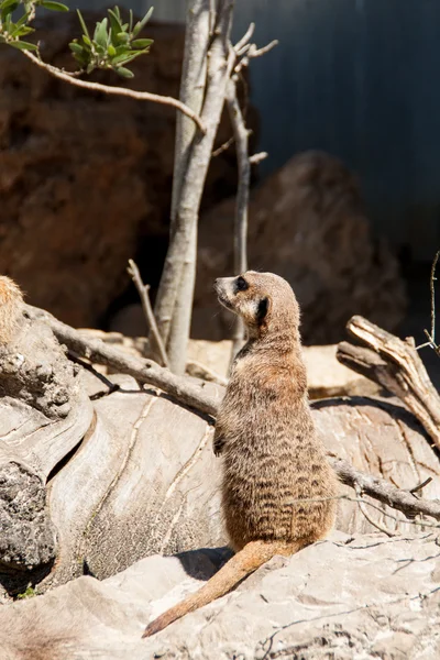 Portrait of a meerkat — Stock Photo, Image