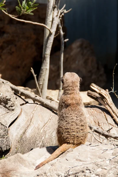 Πορτρέτο του ένα meerkat — Φωτογραφία Αρχείου