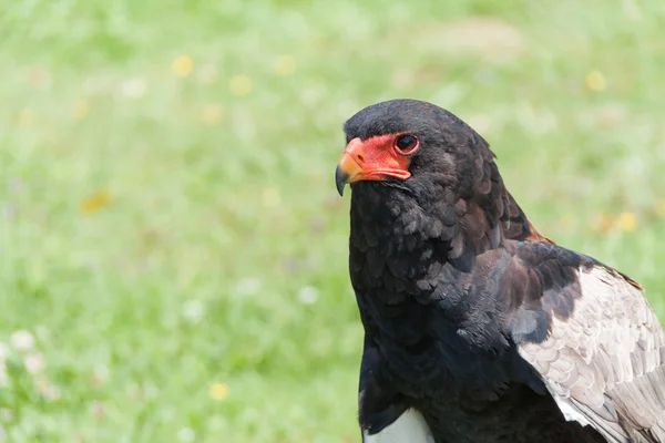 Bateleur (Terathopius ecaudatus) — стокове фото