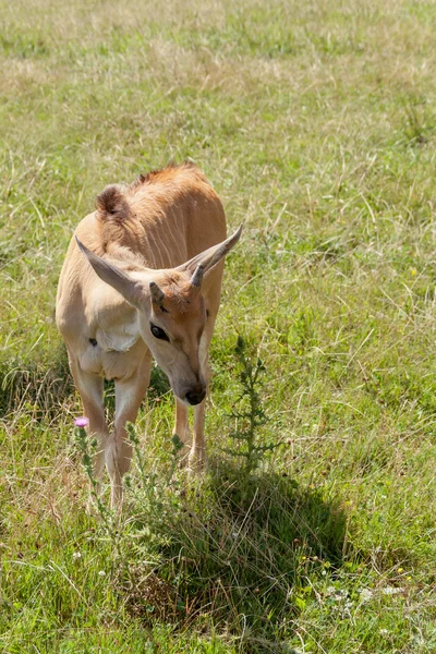 Young african antelope — Stock Photo, Image