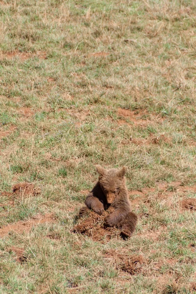 Young bear playing