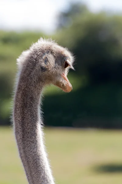 Strauß — Stockfoto