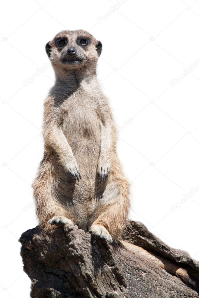 Portrait of a meerkat