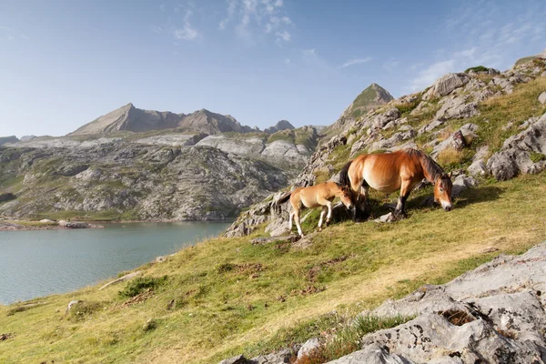 Un poulain avec sa mère dans la vallée d'Echo — Photo