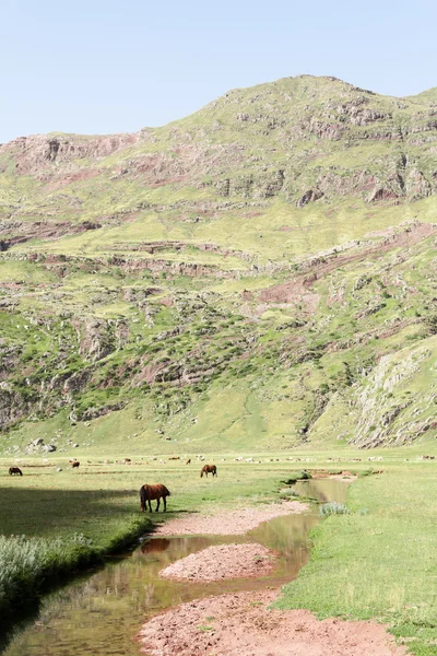 Horses grazing — Stock Photo, Image