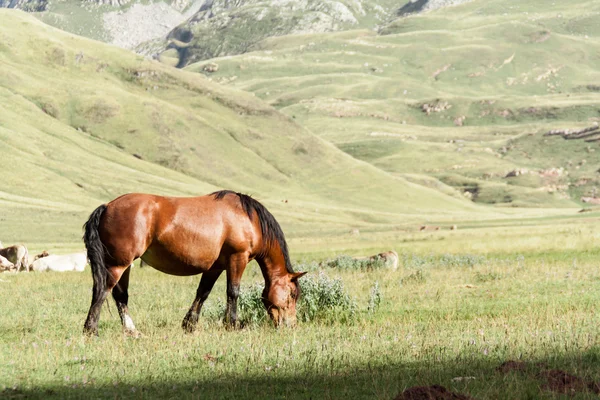 Pâturage des chevaux — Photo