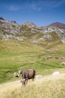 Hecho'nın vadisinde otlayan inekler