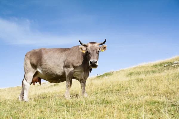 A tehén, keres, hogy a kamera — Stock Fotó