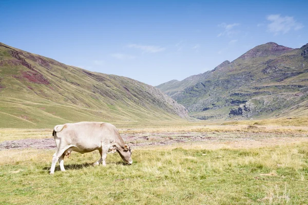 Pâturage de vaches dans la vallée de l'Hecho — Photo