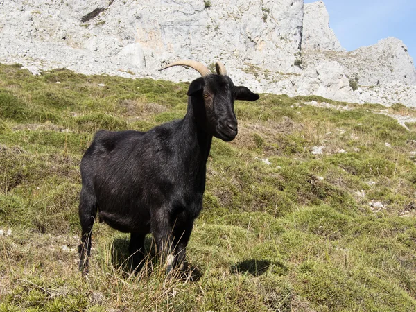 Mountain goat in Picos de Europa, Asturias — Stock Photo, Image