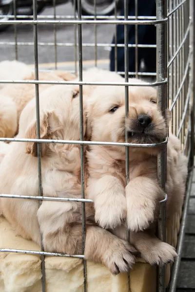 Pups in een kooi te koop Rechtenvrije Stockfoto's