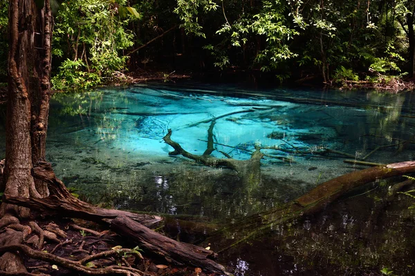 Damm i djungeln med klart blå vatten Royaltyfria Stockbilder