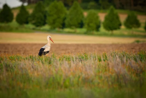 Ciconia Ciconia Free Nature Beautiful Picture Spring Theme Bird Life — стоковое фото