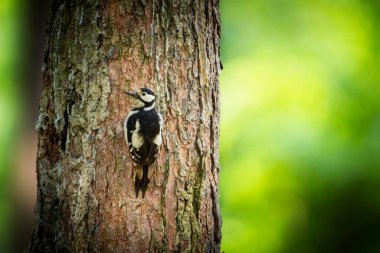 Dendrocopos major. Çek Cumhuriyeti 'nin vahşi doğası. Akşam fotoğrafçılığı. Özgür doğa. Güzel resim. Yavrularını beslemek üzere olan böceklerle dolu bir gagası olan söğüt ağacındaki yuvasının kenarına tünemiş..