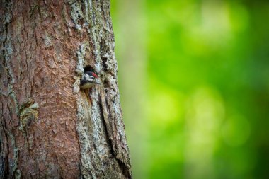 Dendrocopos major. Çek Cumhuriyeti 'nin vahşi doğası. Akşam fotoğrafçılığı. Özgür doğa. Güzel resim. Yavrularını beslemek üzere olan böceklerle dolu bir gagası olan söğüt ağacındaki yuvasının kenarına tünemiş..