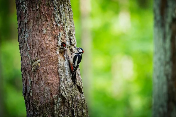 Dendrocopos Major Wilde Natur Der Tschechischen Republik Abendfotografie Freie Natur — Stockfoto