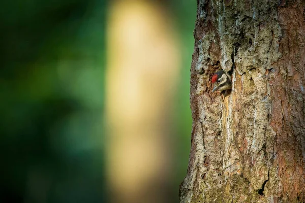 Dendrocopos少校捷克共和国的野生性质 夜间摄影 自由的天性美丽的图片 它栖息在柳树的巢穴边上 嘴里衔着满嘴昆虫 正要喂它的孩子们 — 图库照片