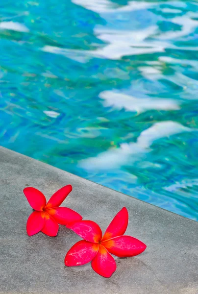 Flores cor de rosa frangipani — Fotografia de Stock