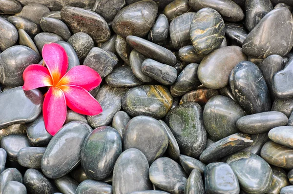 Pink Frangipani flower — Stock Photo, Image