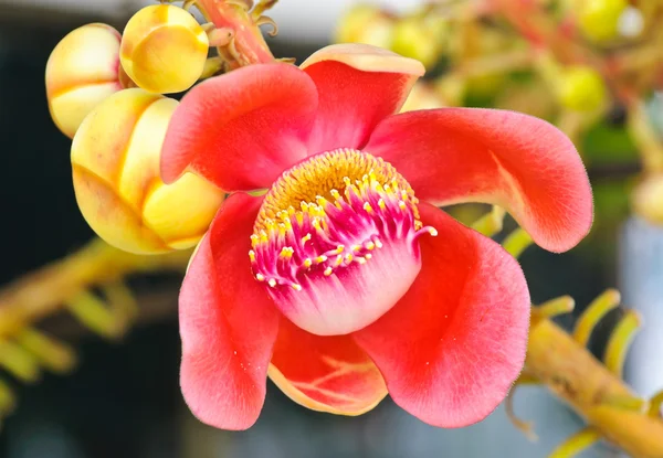 Cannonball tree — Stock Photo, Image