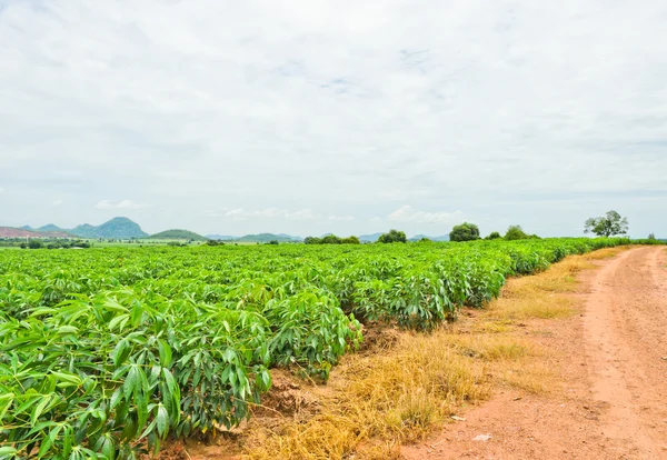 Campo de la planta de mandioca —  Fotos de Stock