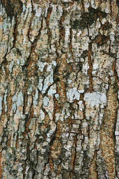 Struttura della corteccia dell'albero — Foto Stock