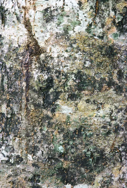 Grunge 树树皮 — 图库照片
