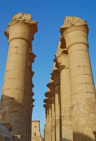 Las columnas de papiro de flor abierta —  Fotos de Stock