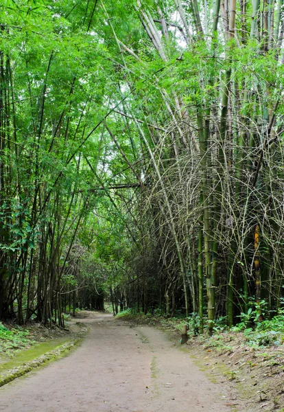 Bosque de bambú — Foto de Stock